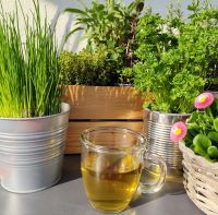 Das Ding am Sonntag «Heilkräuter – altes Wissen neu entdeckt»